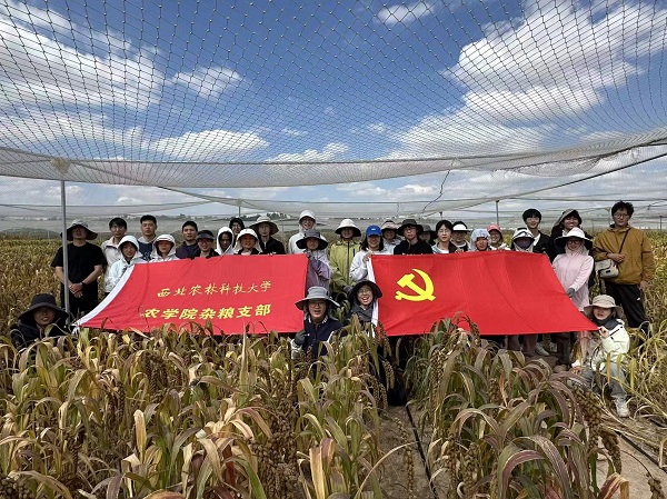 杂粮3.jpg