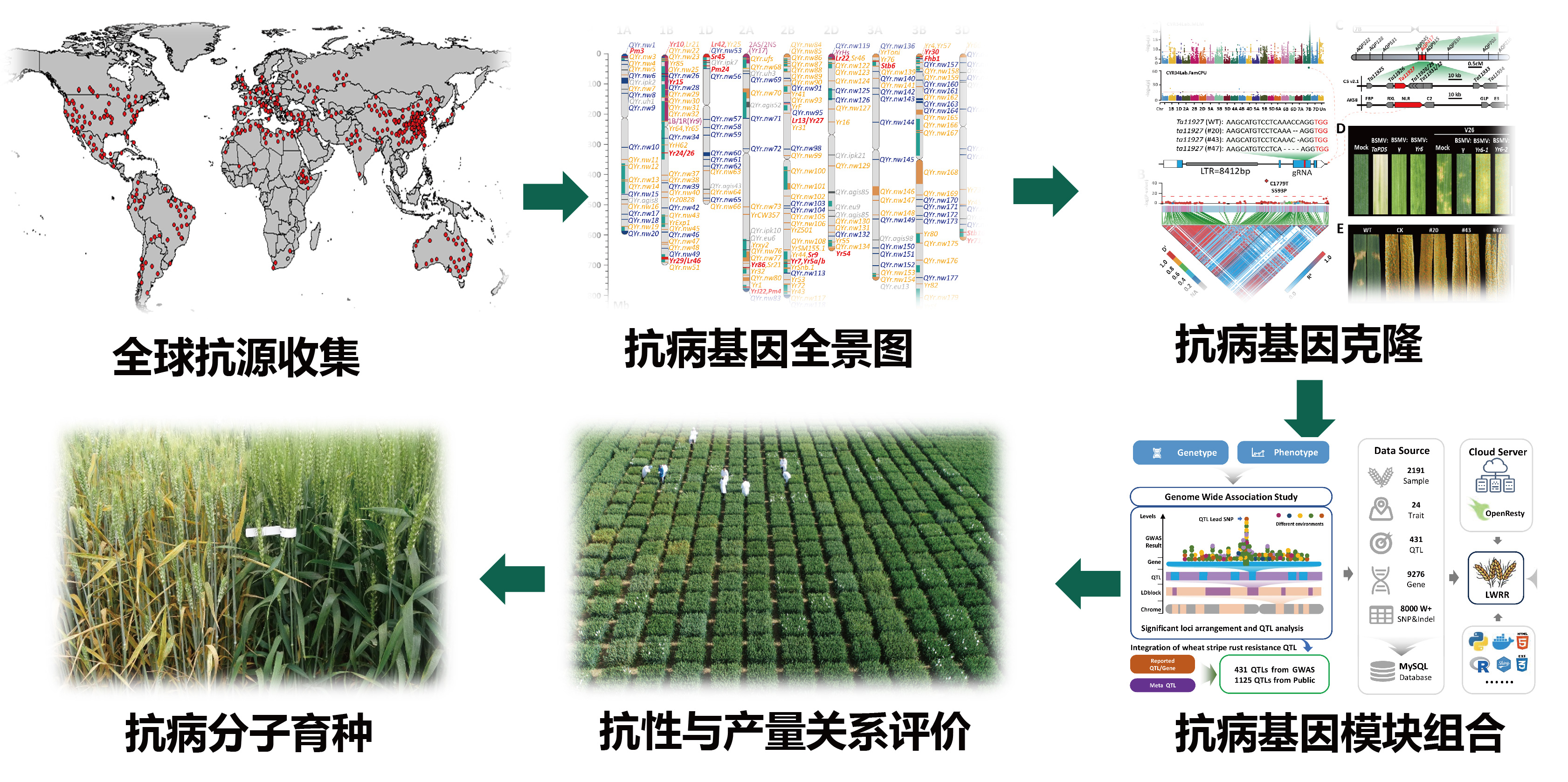 杨凌农业生物技术育种中心-成果照片2.jpg
